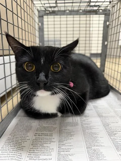 An adult large-sized female Domestic Short Hair cat named Pearl for adoption in Pasadena, TX