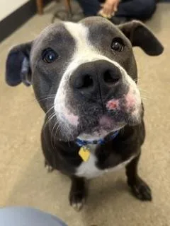 A young large-sized male Gray / Blue / Silver Pit Bull Terrier dog named Dino for adoption in Cleveland, OH