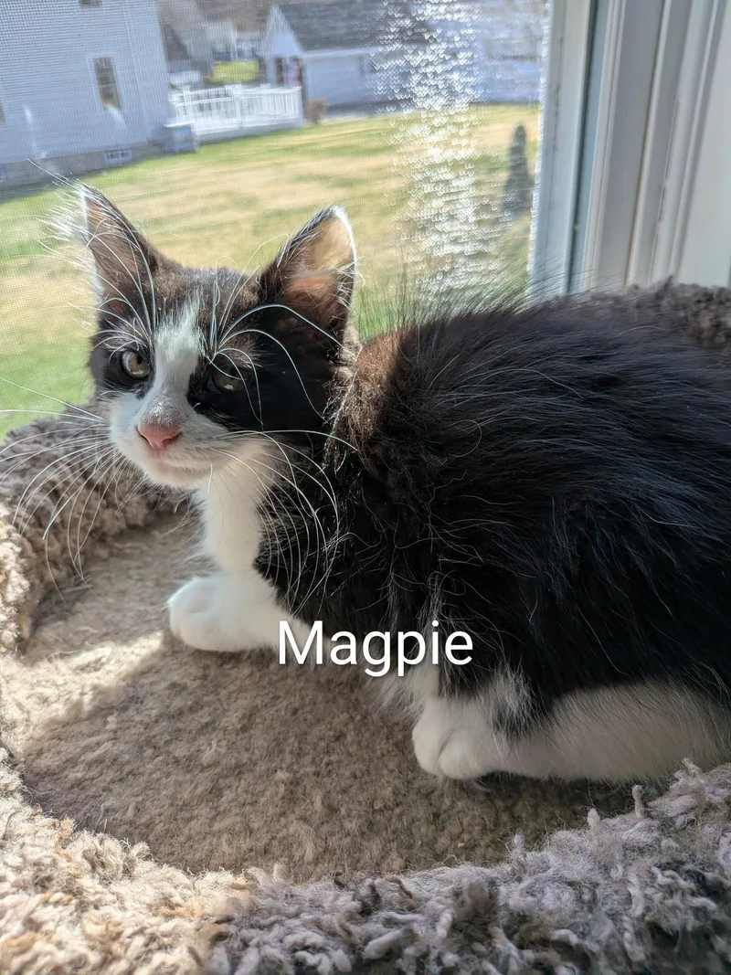 Magpie thumbnail 2