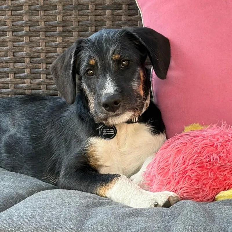 A baby medium-sized male Black Australian Cattle Dog / Blue Heeler dog named Wrigley D for adoption in Princeton, MN