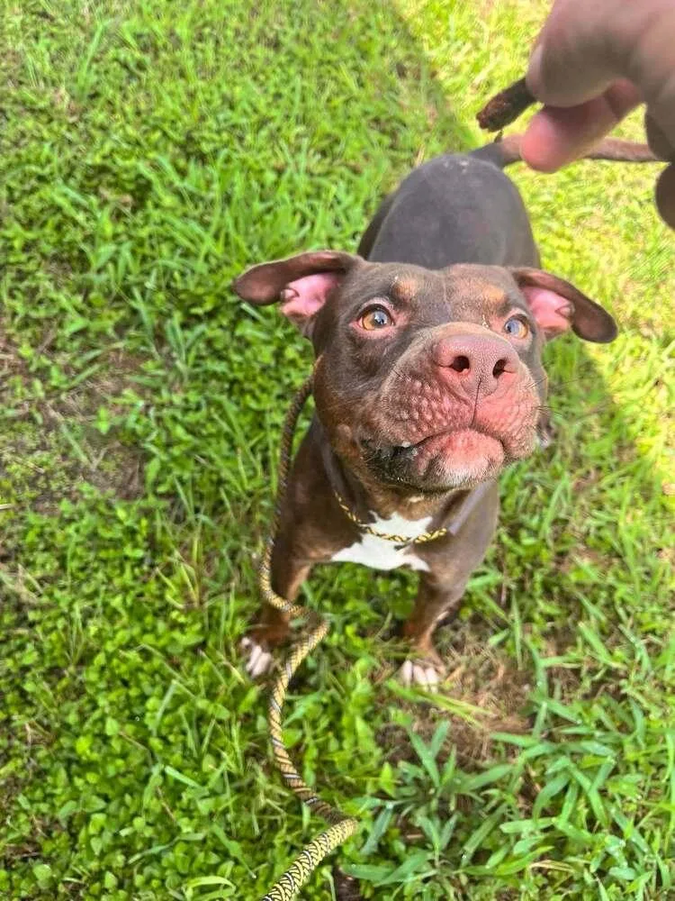 An adult medium-sized female Brown / Chocolate Mixed Breed dog named Sunshine for adoption in Scott, LA