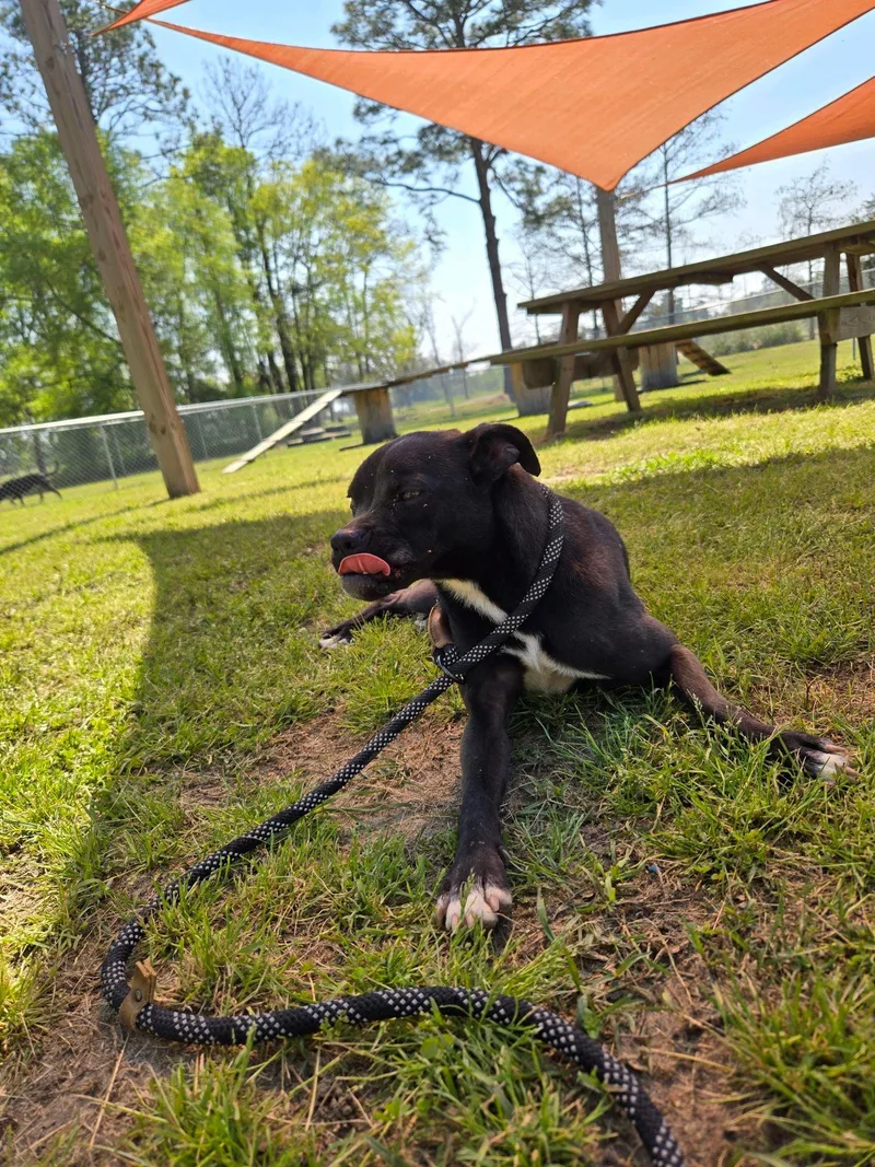 Pheasant thumbnail 2