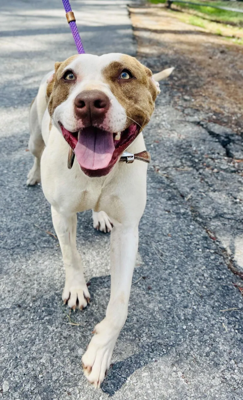 Remington thumbnail 2