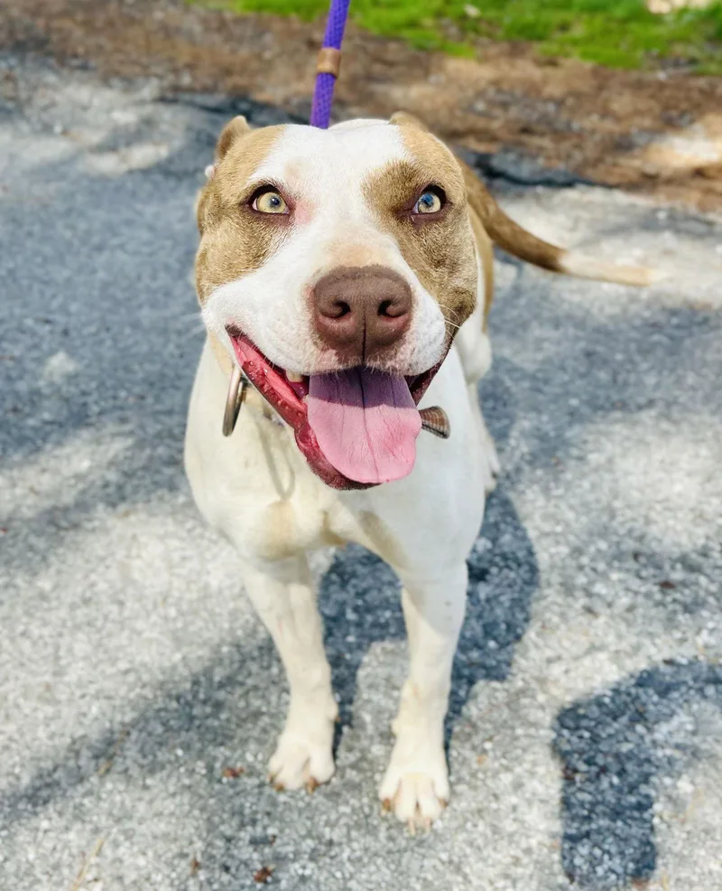 Remington thumbnail 3