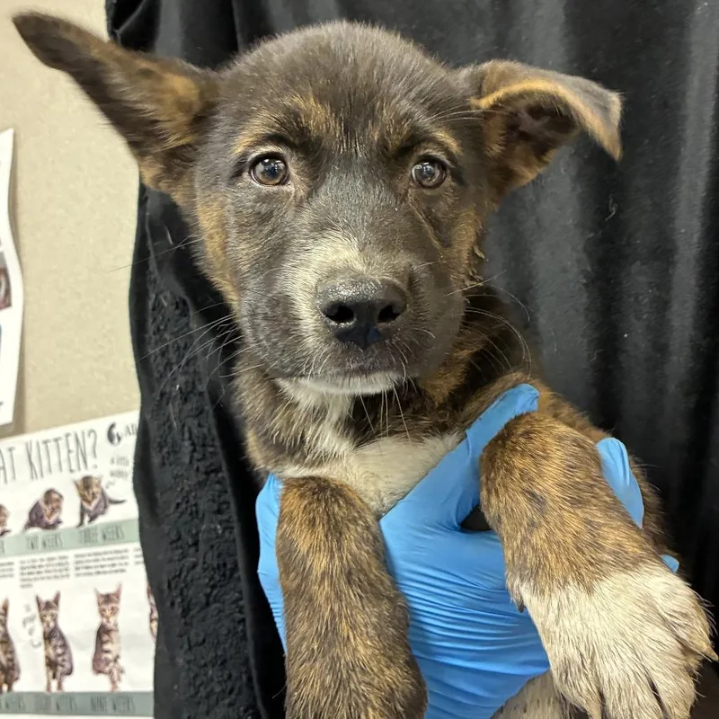 A baby small-sized male Shepherd dog named Tango for adoption in San Antonio, TX