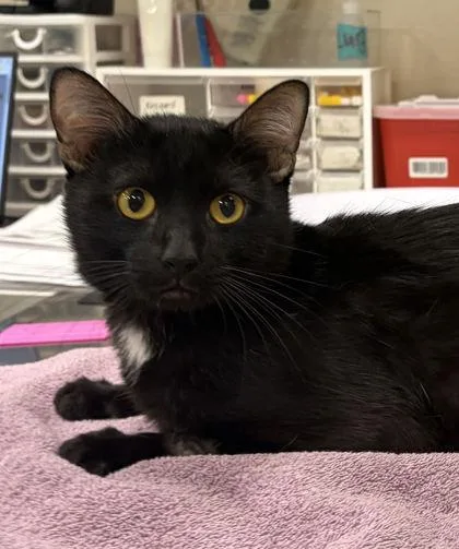 A young medium-sized male Domestic Short Hair cat named Jagger for adoption in Fishers, IN