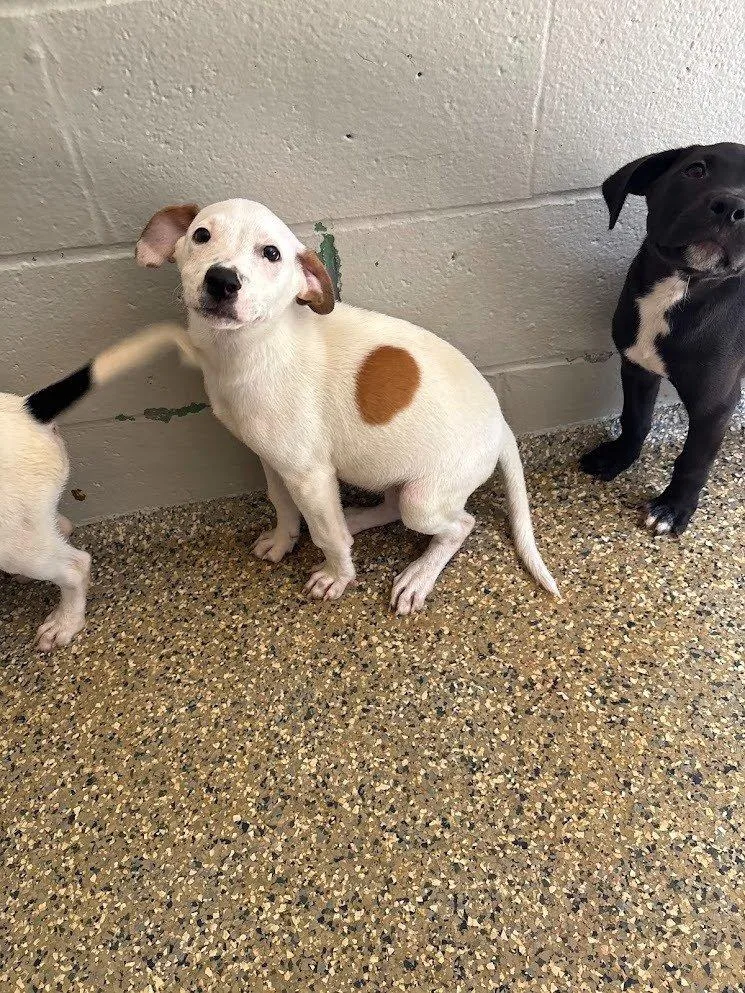 A baby small-sized female Mixed Breed dog named SinB for adoption in Raleigh, NC