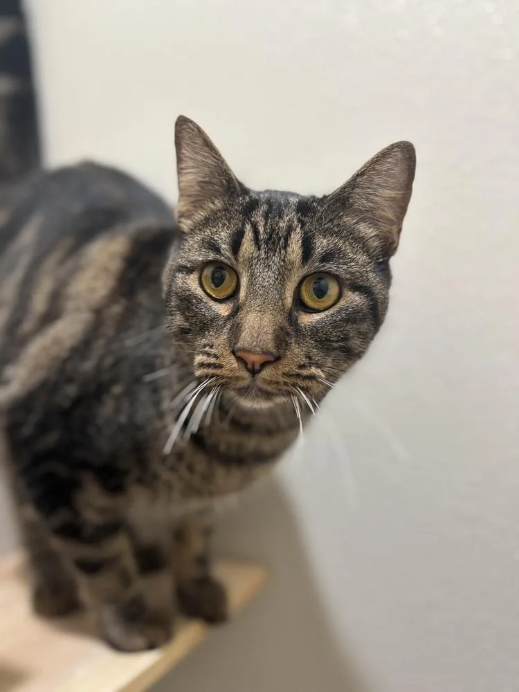 An adult large-sized female Tabby cat named Polly Pocket for adoption in Dallas, TX