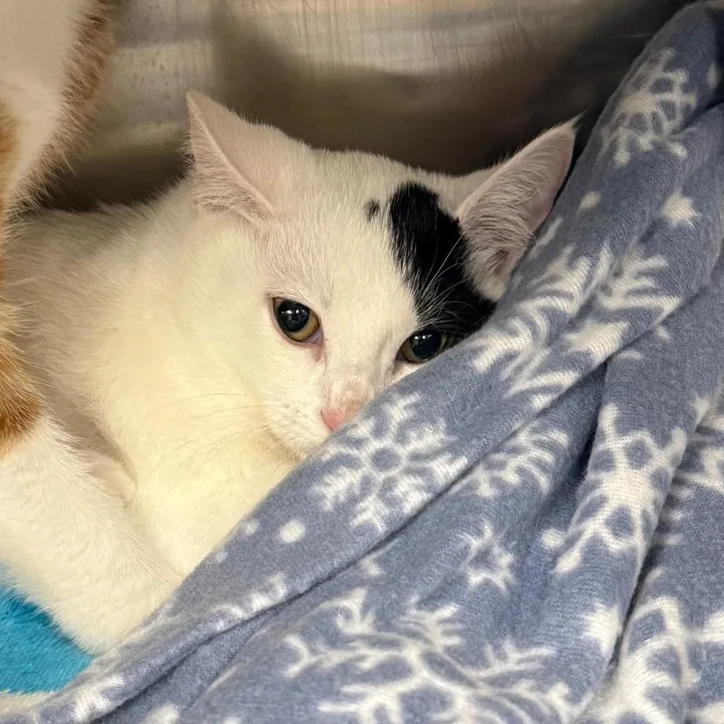 A baby small-sized female White Domestic Short Hair cat named Pluto for adoption in Mentor, OH