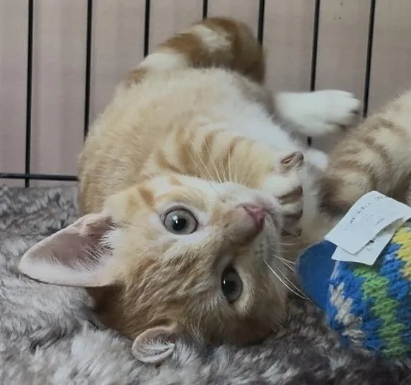 A young medium-sized female Tabby (Orange / Red) Domestic Short Hair cat named Nena for adoption in Princeton, NJ