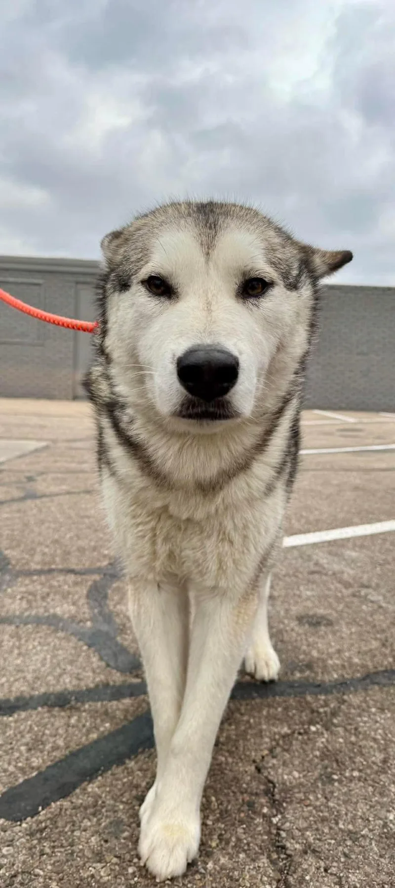 An adult medium-sized female Husky dog named Luna At Large for adoption in Germantown, OH