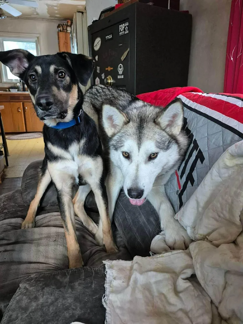 Luna At Large thumbnail 2