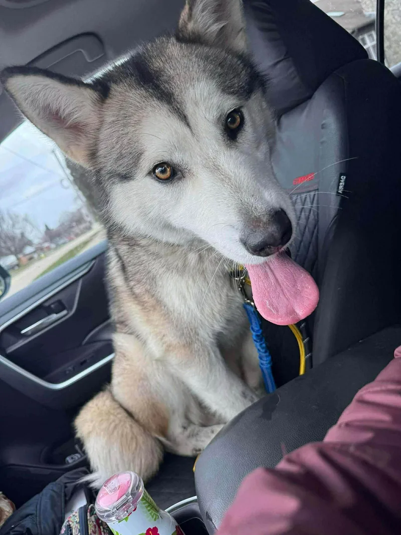 Luna At Large thumbnail 3