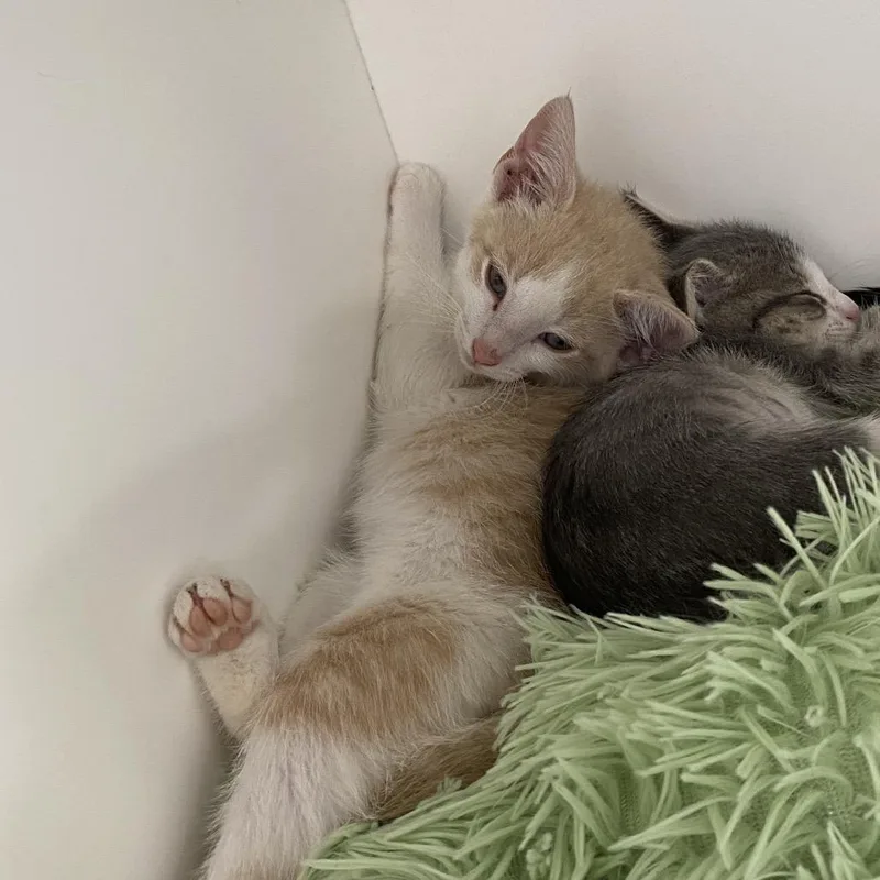 A baby small-sized male Orange / Red Domestic Short Hair cat named Milky Way for adoption in Elizabeth City, NC