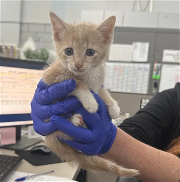 A baby medium-sized male Domestic Short Hair cat named Dreamsicle for adoption in Dallas, TX