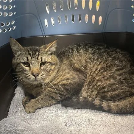 An adult medium-sized male Brown / Chocolate Domestic Short Hair cat named Quazi for adoption in Tacoma, WA