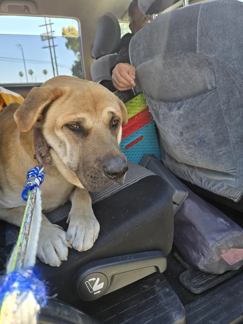 An adult large-sized male German Shepherd Dog dog named Victory for adoption in Los Angeles, CA