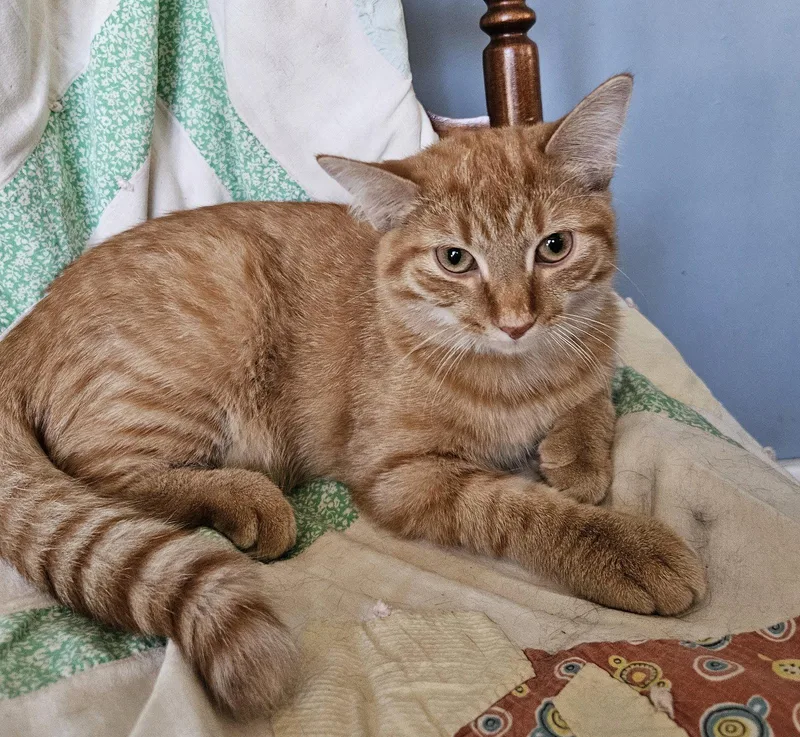 A young large-sized male Orange / Red Domestic Short Hair cat named Rennie for adoption in Greenville, IL