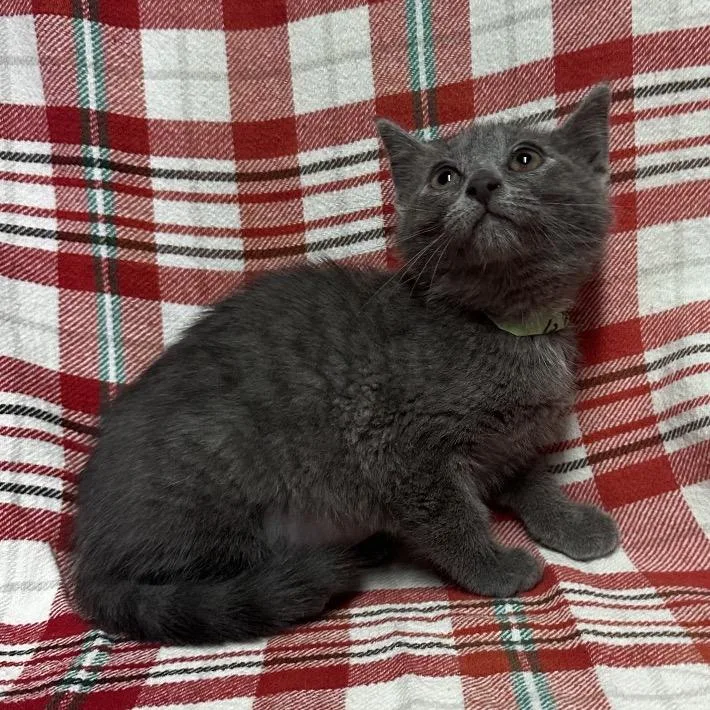 A baby small-sized female Gray / Blue / Silver Domestic Short Hair cat named Liberty for adoption in San Gabriel, CA