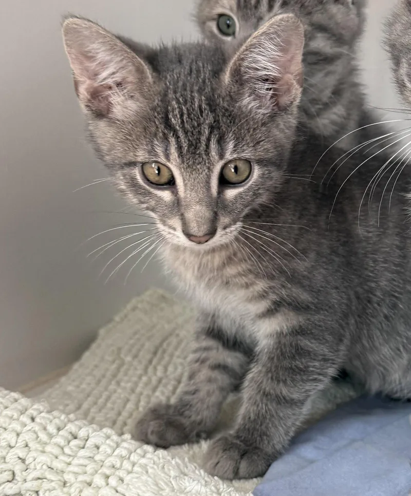 A baby small-sized female Domestic Short Hair cat named Magnolia for adoption in Oakland, CA