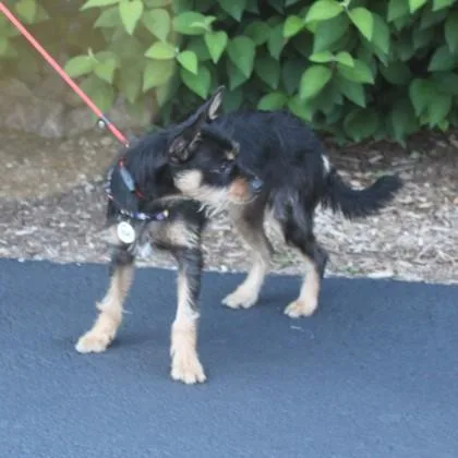 A baby small-sized male Yorkshire Terrier dog named Maxim for adoption in Elk Grove Village, IL