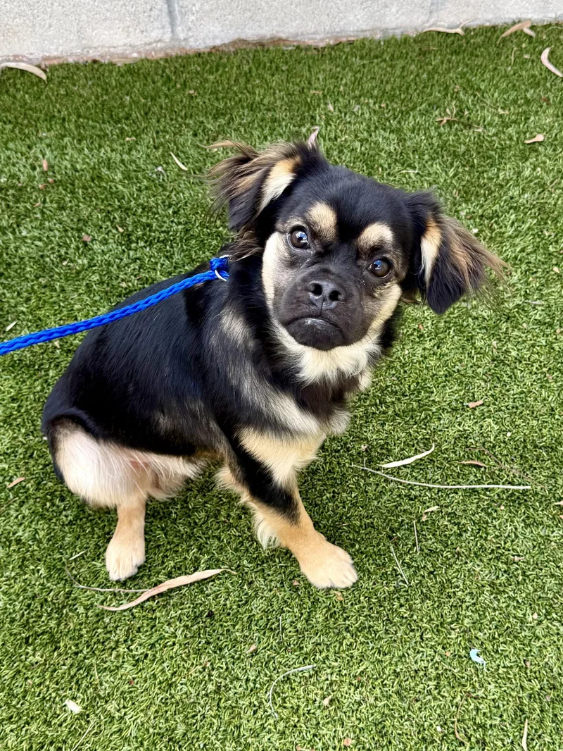 A baby small-sized male Spaniel dog named Stevo for adoption in Los Alamitos, CA