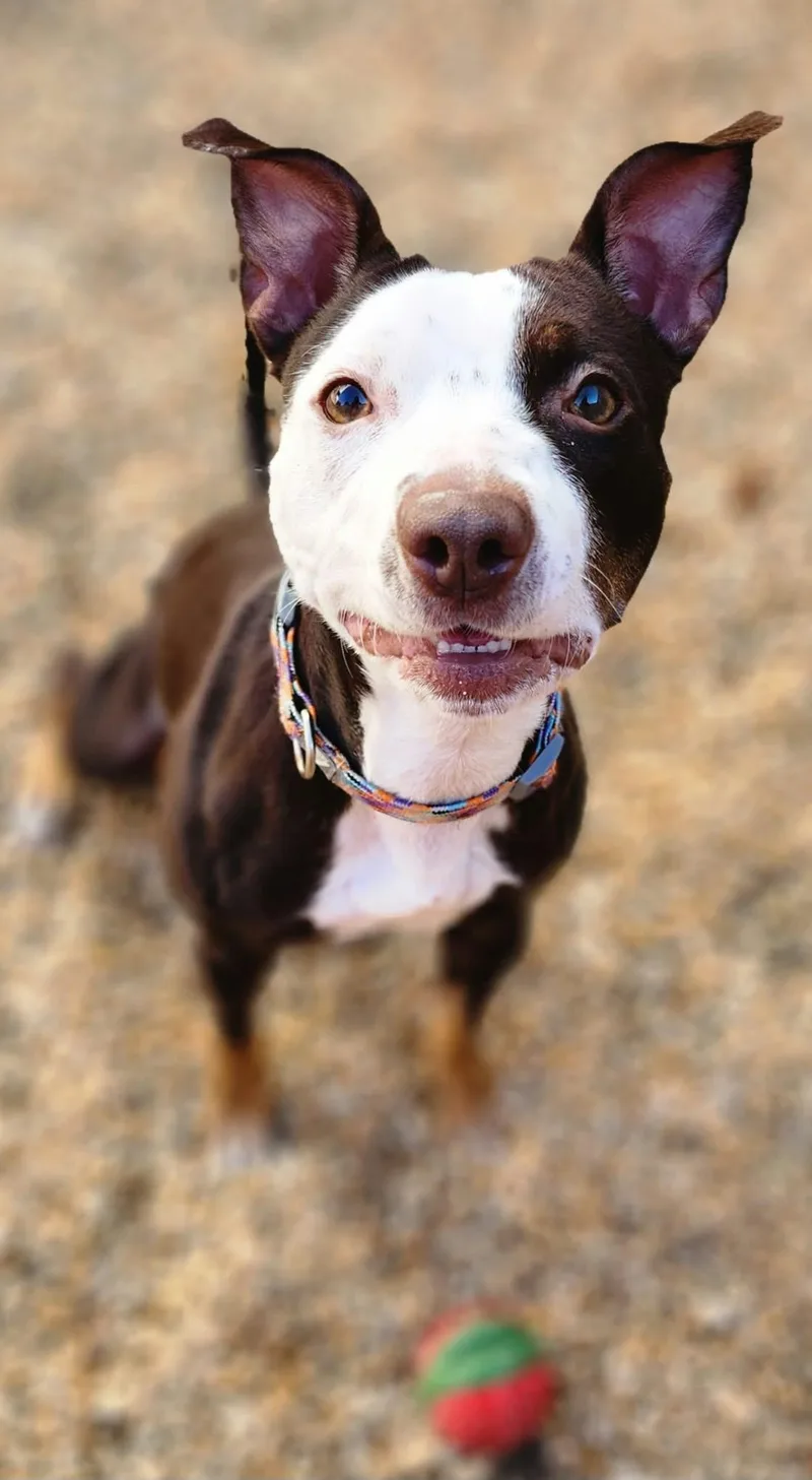 A young medium-sized female Tricolor (Brown, Black, & White) Terrier dog named Nani for adoption in Manassas, VA