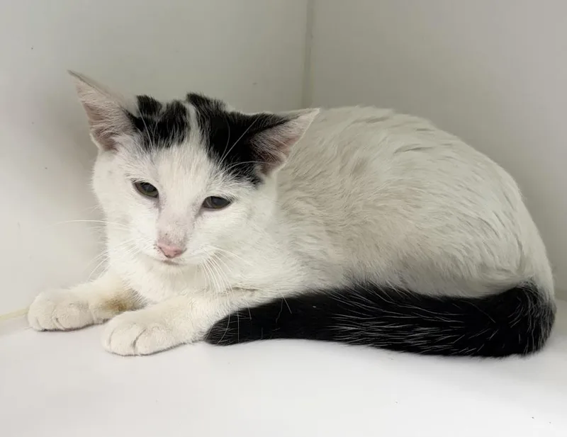 A baby medium-sized female Black & White / Tuxedo Domestic Short Hair cat named Scout for adoption in Rochester, IN