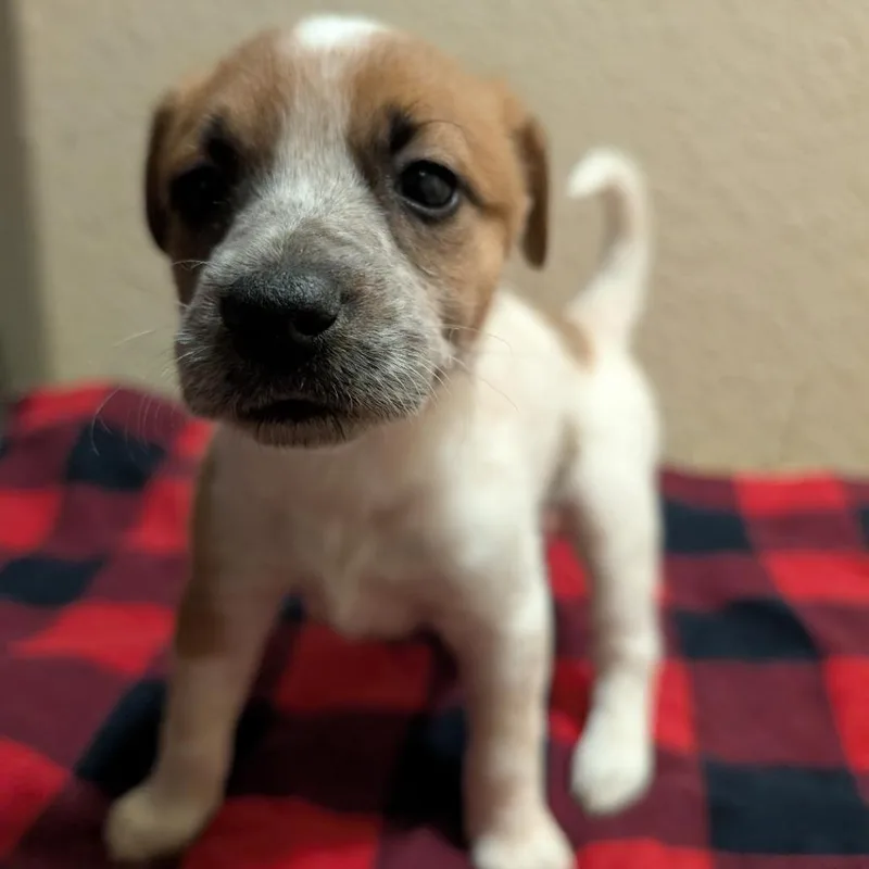 A young small-sized female White / Cream Chihuahua dog named Mocha for adoption in San Antonio, TX