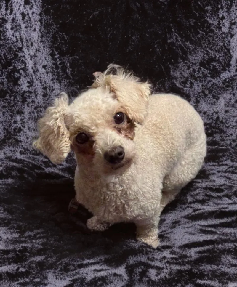 A young small-sized female White / Cream Poodle (Toy) dog named Bonnie for adoption in San Antonio, TX