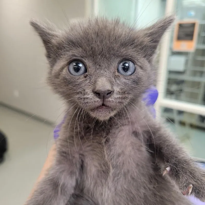 A baby small-sized male Gray / Blue / Silver Domestic Short Hair cat named Kaiser for adoption in Westminster, CA