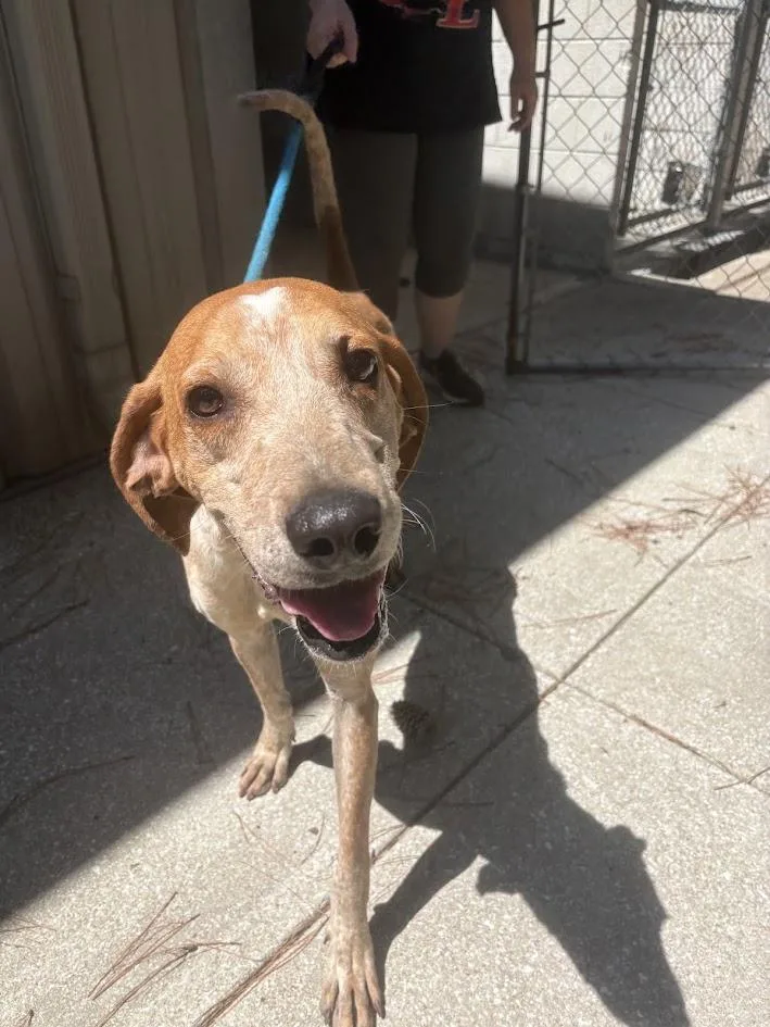 A young medium-sized male White / Cream English Coonhound dog named Rooster for adoption in Georgetown, SC