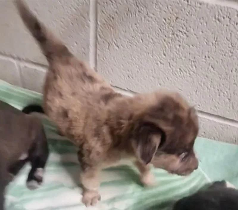 A baby medium-sized female Shepherd dog named Celeste for adoption in Athens, AL