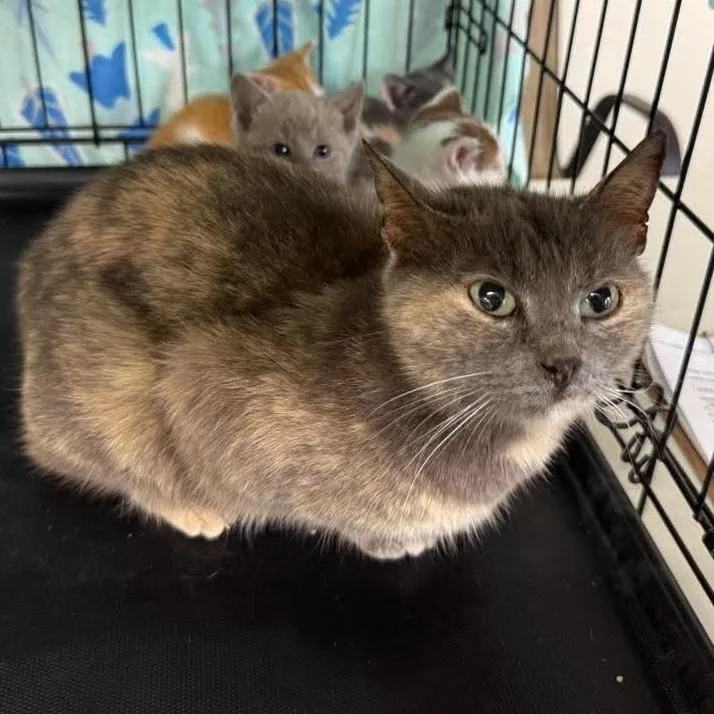 A young small-sized female Tortoiseshell Domestic Short Hair cat named Gertie for adoption in Fairfax Station, VA