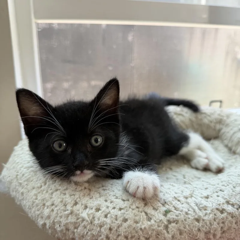 Peanut