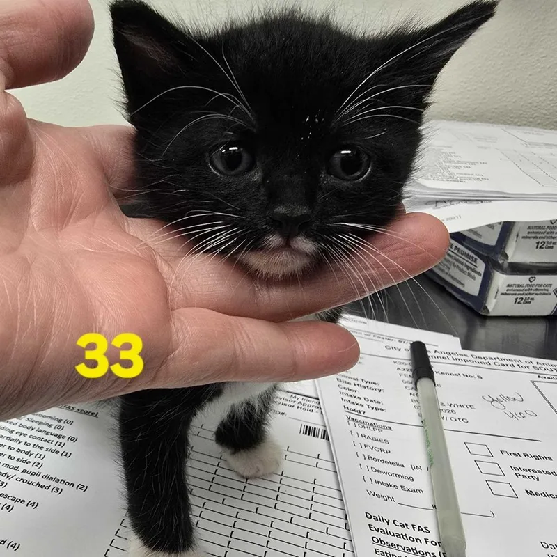 Peanut thumbnail 3