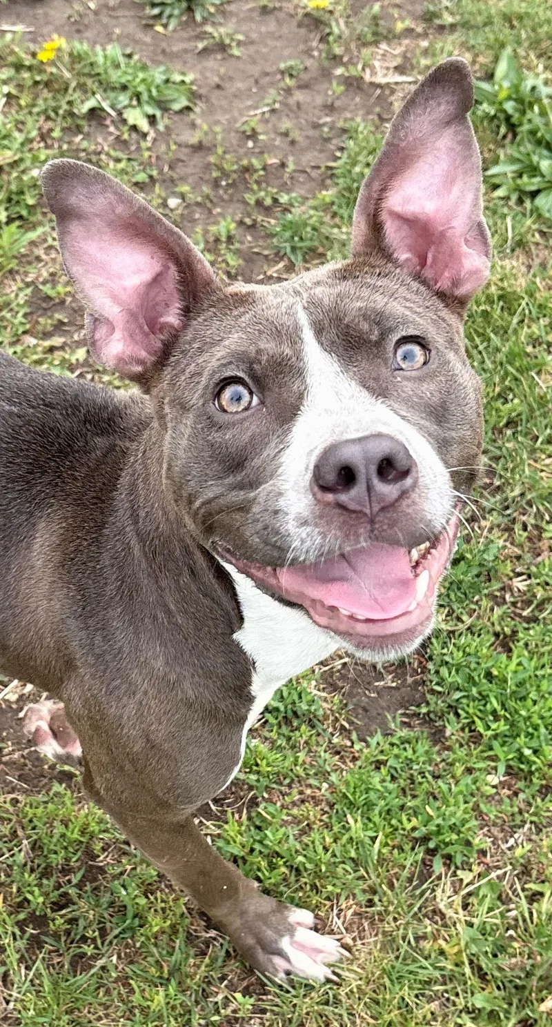 An adult medium-sized female Pit Bull Terrier dog named Raven for adoption in Iowa City, IA