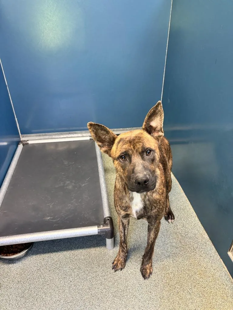 A baby medium-sized male Mixed Breed dog named Juke for adoption in Warrenton, NC