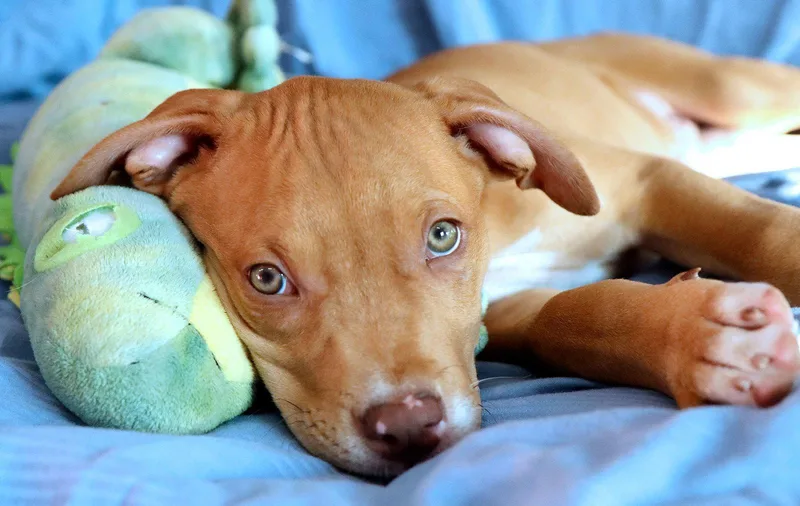 A baby medium-sized male Golden Pit Bull Terrier dog named Yosemite CL for adoption in Kansas City, MO