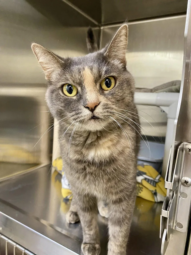 An adult medium-sized female Domestic Short Hair cat named Eggroll for adoption in Fargo, ND