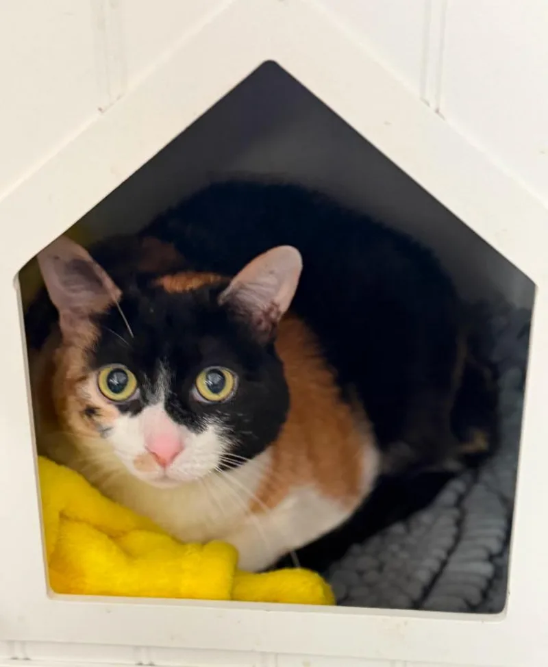 An adult large-sized female Domestic Short Hair cat named Reba for adoption in Leonardtown, MD