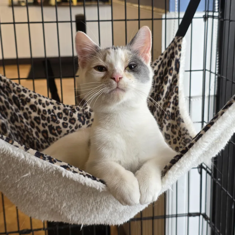 A young medium-sized female Dilute Calico Domestic Short Hair cat named Eileen for adoption in Macomb Twp, MI