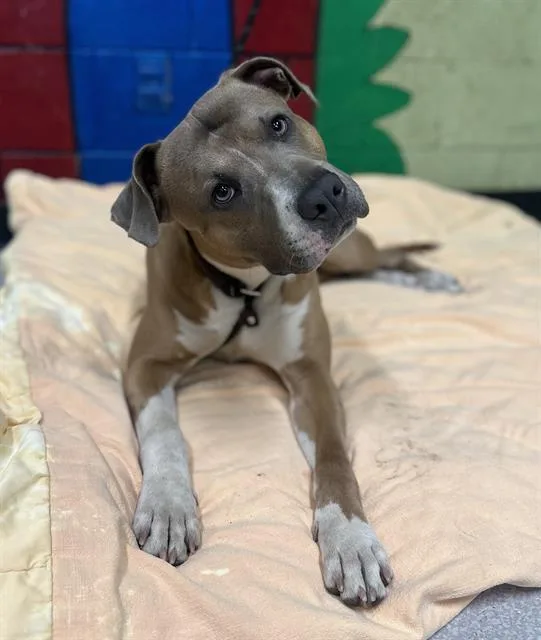 A young large-sized male Pit Bull Terrier dog named Bub for adoption in Indianapolis, IN