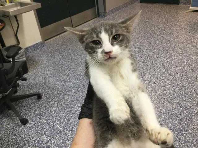 A baby small-sized female Domestic Short Hair cat named Plumeria for adoption in Thousand Palms, CA