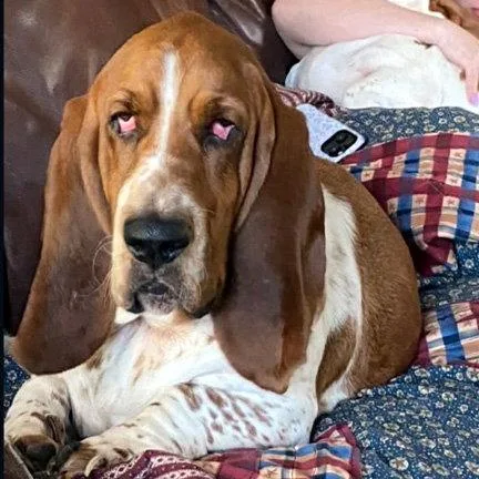 Sarge