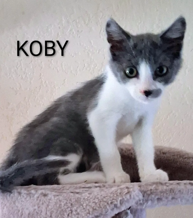 A baby medium-sized male Gray & White Domestic Short Hair cat named Koby for adoption in Hawthorne, CA