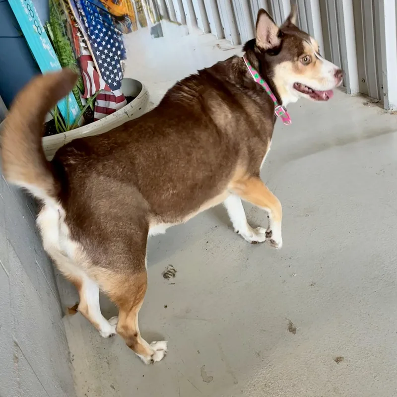 An adult large-sized female Brown / Chocolate Husky dog named Mocha for adoption in Seguin, TX