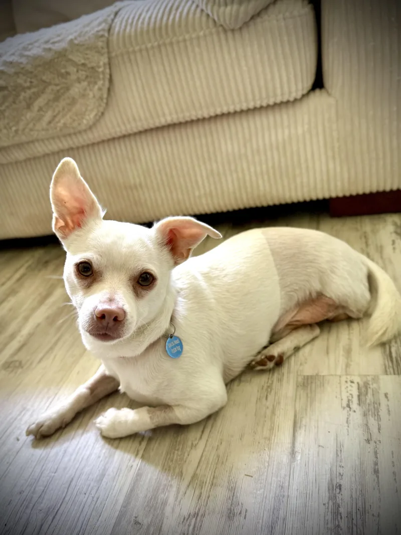 An adult small-sized male Chihuahua dog named Polaroid for adoption in Milton, FL