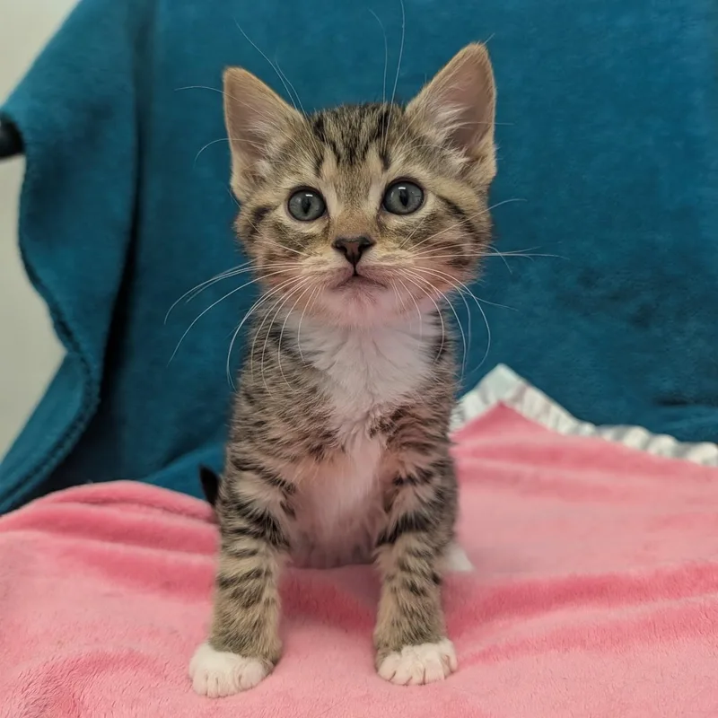 A baby medium-sized female Tabby (Brown / Chocolate) Domestic Short Hair cat named Zoe for adoption in Waynesville, NC