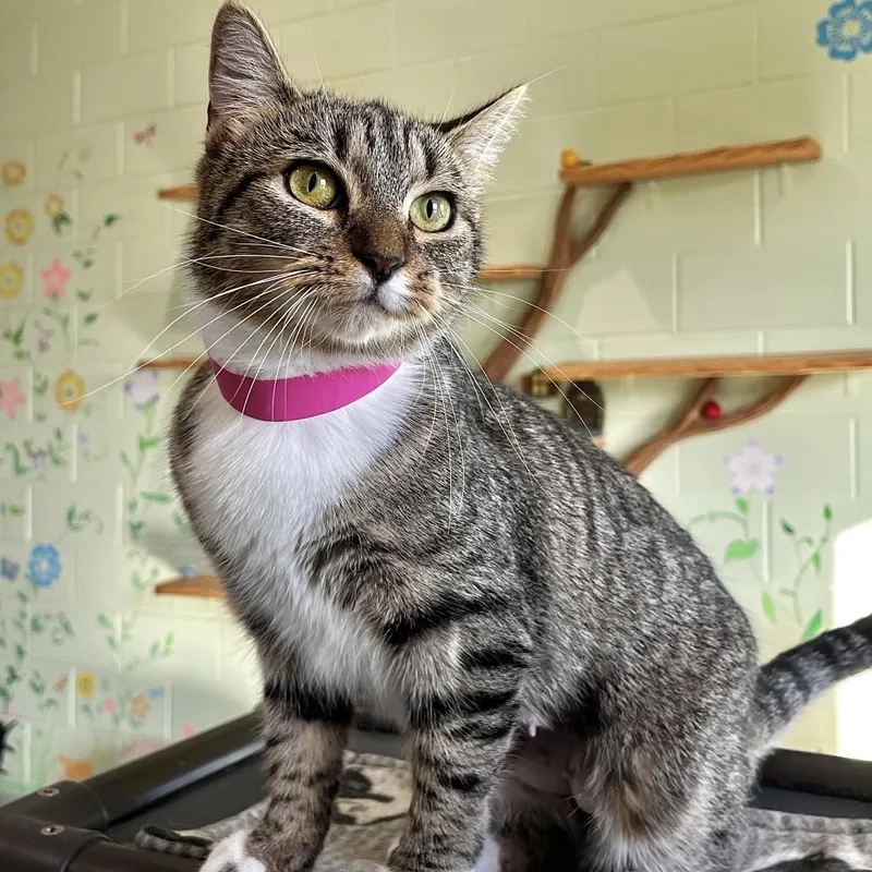 An adult medium-sized female Brown / Chocolate Domestic Short Hair cat named Pixie for adoption in Englewood, FL